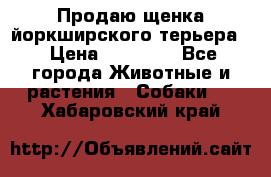 Продаю щенка йоркширского терьера  › Цена ­ 20 000 - Все города Животные и растения » Собаки   . Хабаровский край